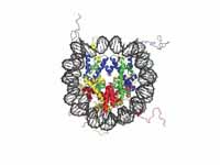 The crystal structure of the nucleoso...