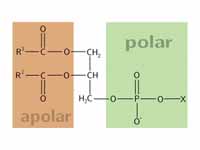 General structure of a phospholipid