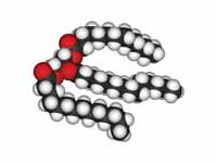 A triglyceride molecule