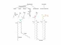 The major membrane lipids