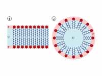 Self-organization of phospholipids. A...