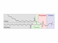 A typical molecule of phosphatidylcho...