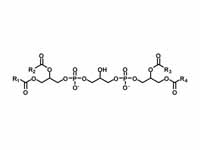 Cardiolipin (bisphosphatidyl glycerol) 