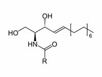 Ceramide