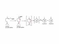 Pinene biosynthesis