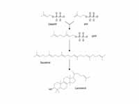 Simplified version of the steroid syn...