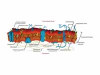 Illustration of a cell membrane