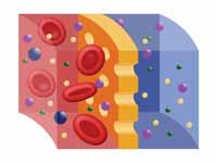 Scheme of semipermeable membrane duri...