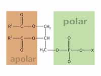 Phospholipids have amphipathic charac...