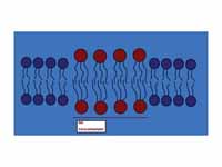 A lipid raft is a cholesterol-enriche...