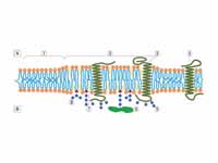 Lipid raft organisation scheme      A...