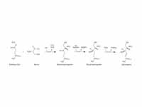 Sphingosine synthesis