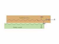 General chemical structure of sphingo...