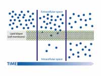 passive diffusion on a cell membrane