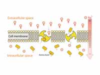 secondary active transport