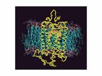 A rhodopsin molecule (yellow) with bo...