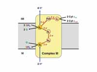 electron transport chain Complex III