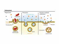 different forms of Endocytosis
