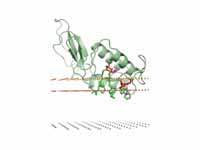 Bee venom phospholipase A2 (1poc). Mi...