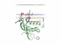 P40phox PX domain of of NADPH oxidase...