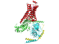 Crystal structure of activated beta-2...