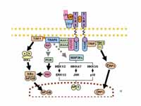 Signaling pathway of toll-like recept...
