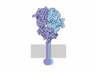 The two chains of the T cell receptor