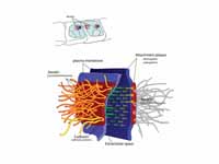 A desmosome, also known as macula adh...