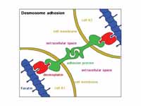 Cell adhesion in desmosomes