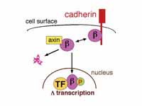 Beta-catenin (?) can interact with se...