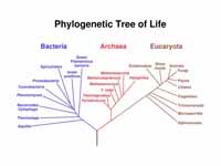 A speculatively rooted tree for rRNA ...