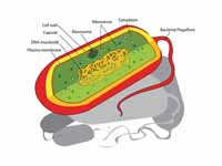 Prokaryotic bacteria cell structure