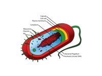 Bacterial cell