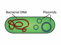 Illustration of a bacterium with plas...