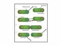 Schematic drawing of bacterial conjug...