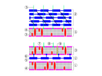 Bacterial cell wall - gram positive v...