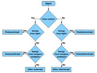 Flow chart to determine the metabolic...