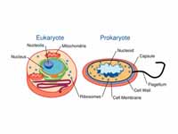 The cells of eukaryotes (left) and pr...