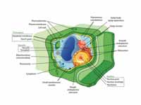 Structure of a typical plant cell.