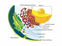 Detail of the endomembrane system and...