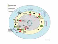 Role of the centrosome in cell cycle ...