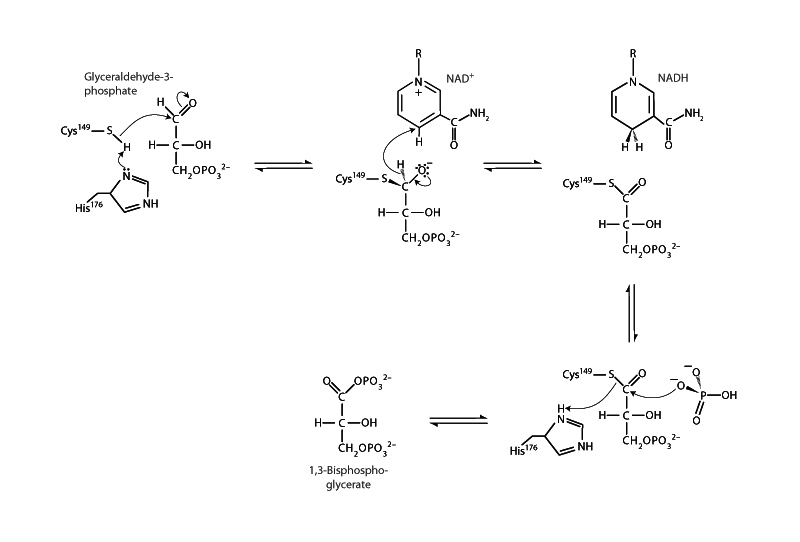 Glyceraldehyde 3-phosphate dehydrogen...