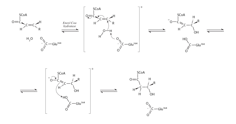 Enoyl CoA hydratase