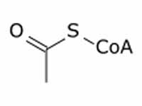 Acetyl CoA