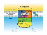Function of the SDH Complex. Electron...