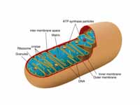 Simplified structure of mitochondrion