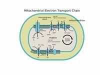 The Electron Transport Chain (image i...