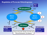 Regulation of pyruvate dehydrogenase.