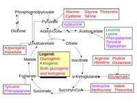 Amino acid catabolism.