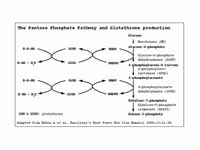 Mechanism of G6PD in glutathione synt...